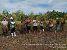 Pengukuran Hasil Panen Padi Varietas Inpari 49 di Padukuhan Sayangan
